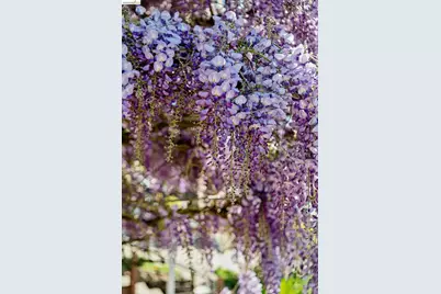 249 Trinity Ave, Kensington, CA 94708 - Photo 7