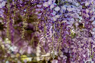 249 Trinity Ave, Kensington, CA 94708 - Photo 7