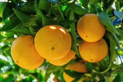 6004 Orchard Ave, Richmond, CA 94804 - Photo 51