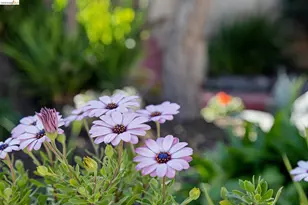 715 Hillgirt Cir, Oakland, CA 94610 - Photo 37