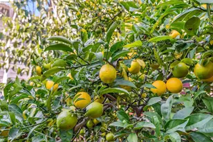 836 20th St, Oakland, CA 94607 - Photo 39