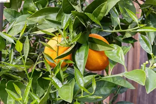 3994 Newcastle Rd, Concord, CA 94519 - Photo 35