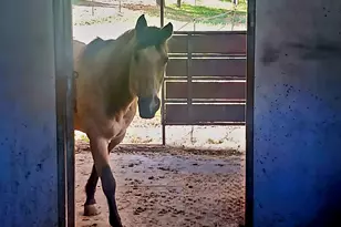 10700 Foothill Rd, Sunol, CA 94586 - Photo 53