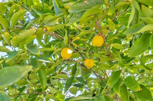 282 Del Valle Ct, Pleasanton, CA 94566 - Photo 27