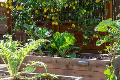 633 Moraga Ave, Piedmont, CA 94611 - Photo 37