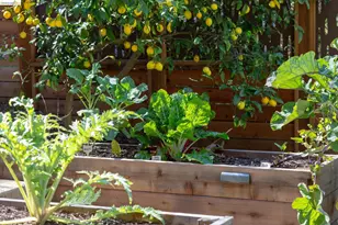 633 Moraga Ave, Piedmont, CA 94611 - Photo 37