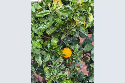 1650 Shasta St, Richmond, CA 94804 - Photo 17