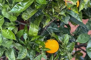 1650 Shasta St, Richmond, CA 94804 - Photo 17