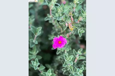 1650 Shasta St, Richmond, CA 94804 - Photo 19