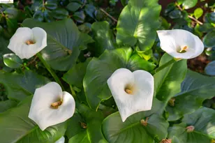 1 Kelton Ct, Oakland, CA 94611 - Photo 31