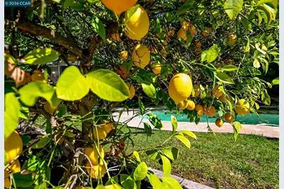 1496 Finley Lane, Alamo, CA 94507 - Photo 43