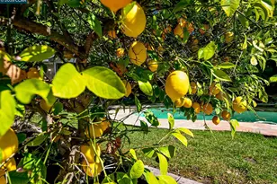 1496 Finley Ln, Alamo, CA 94507 - Photo 43