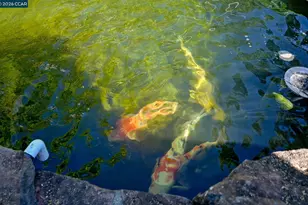 1496 Finley Ln, Alamo, CA 94507 - Photo 29