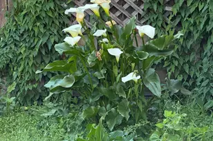 4432 Harbor View Ave, Oakland, CA 94619 - Photo 55