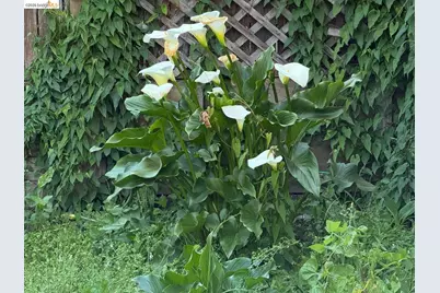 4432 Harbor View Ave, Oakland, CA 94619 - Photo 55