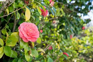 2825 Kitchener Ct, Oakland, CA 94602 - Photo 41