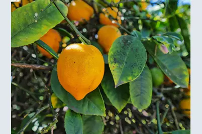 138 Eldridge Avenue, Oakland, CA 94603 - Photo 19