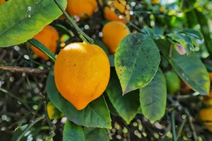 138 Eldridge Ave, Oakland, CA 94603 - Photo 19