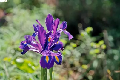 1698 La Loma Ave, Berkeley, CA 94709 - Photo 49