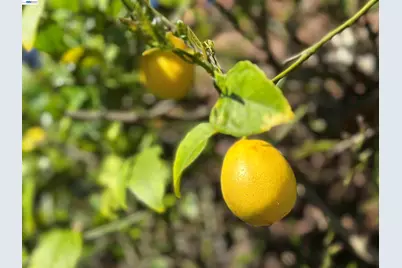 1368 Rose St, Berkeley, CA 94702 - Photo 21