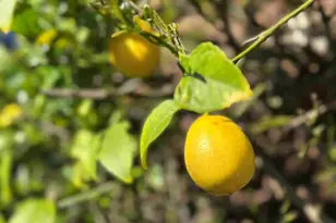 1368 Rose St, Berkeley, CA 94702 - Photo 21