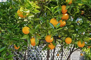 23719 Nevada Rd, Hayward, CA 94541 - Photo 57