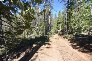 3715 Bald Mountain Rd, West Point, CA 95255 - Photo 9