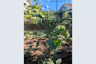 2161 48th Ave, Oakland, CA 94601 - Photo 41