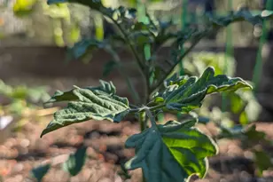 2161 48th Ave, Oakland, CA 94601 - Photo 41