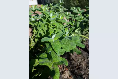 2161 48th Ave, Oakland, CA 94601 - Photo 37