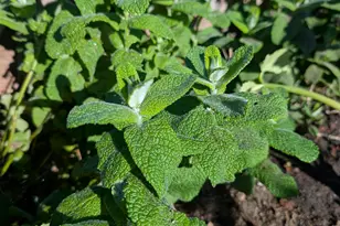 2161 48th Ave, Oakland, CA 94601 - Photo 37