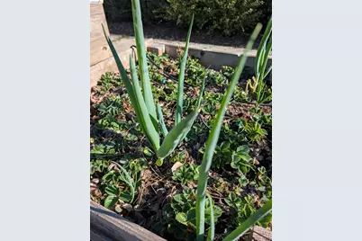 2161 48th Ave, Oakland, CA 94601 - Photo 39