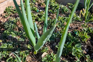 2161 48th Ave, Oakland, CA 94601 - Photo 39