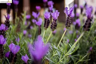 219 John St, Oakland, CA 94611 - Photo 5