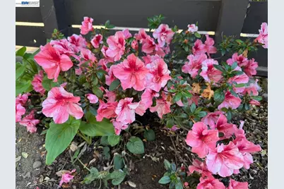 1233 Belknap Ct, Cupertino, CA 95014 - Photo 21