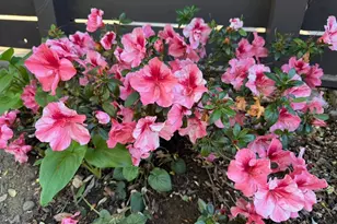 1233 Belknap Ct, Cupertino, CA 95014 - Photo 21