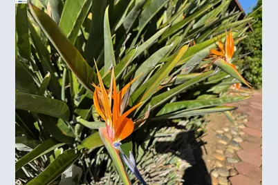 1233 Belknap Ct, Cupertino, CA 95014 - Photo 19