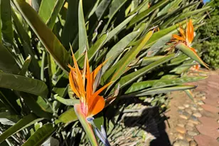 1233 Belknap Ct, Cupertino, CA 95014 - Photo 19