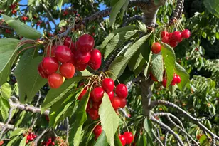 2446 Bing Pl, Union City, CA 94587 - Photo 23