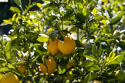 477 49th St, Oakland, CA 94609 - Photo 31