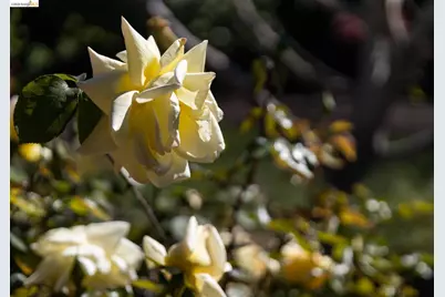 477 49th St, Oakland, CA 94609 - Photo 33