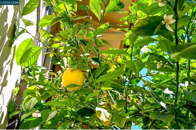 1889 Countrywood Ct, Walnut Creek, CA 94598 - Photo 25