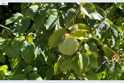 783 Solana Dr, Lafayette, CA 94549 - Photo 37