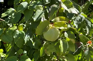 783 Solana Dr, Lafayette, CA 94549 - Photo 37