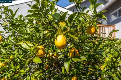 5910 Chabot Rd, Oakland, CA 94618 - Photo 43