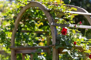 316 Pacific Ave, Piedmont, CA 94611 - Photo 55