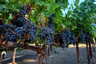 10 Elizabeth Ln, Danville, CA 94526 - Photo 43