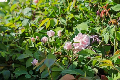 211 Meadowlark Way, Hercules, CA 94547 - Photo 51