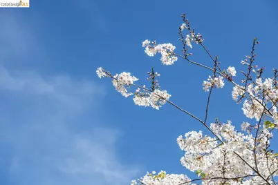 71 Norwood Ave, Kensington, CA 94707 - Photo 51