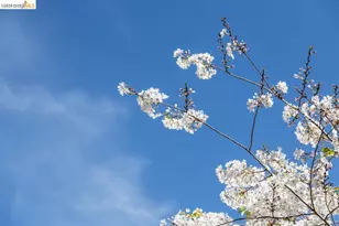 71 Norwood Ave, Kensington, CA 94707 - Photo 51